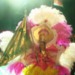 Carneval  auf  Insel  Madeira